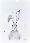 Hares Best Friends