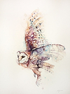 Soft and Silent Flight- Barn Owl