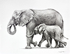 Elephants Happy Together