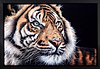 Relaxing Tiger (Framed)