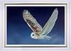 Flying Owl