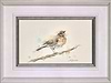 Pretty Song Thrush