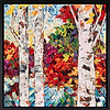 Birch