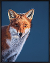 Glaring Fox
