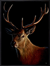 Stag III