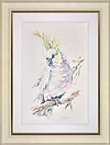 Sulphur Crested Cockatoo