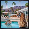 A Palm Springs Summer