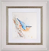 Busy Nuthatch