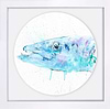 Barracuda