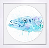Barracuda