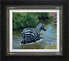 Zebra In Water