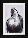 Cockerel
