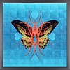 Leaf Butterfly - Sapphire