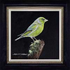 Greenfinch