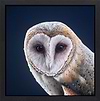 Owl II