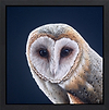 Owl II