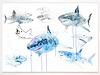 Great White Study Sheet