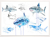 Great White Study Sheet