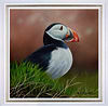 Puffin
