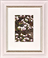 Studies In Bloom VII