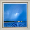 Bristling Orderly Rows