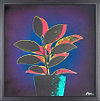 Ficus Fabulosa - Green/Blue