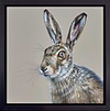 Hare