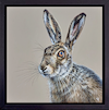 Hare