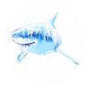 Great White Study III