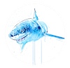 Great White Study V