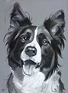 Diamonds Are A Collie's Best Friend