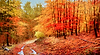 Bosque En Pinineos