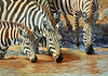 Zebras Drinking