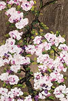 Bloom Studies V