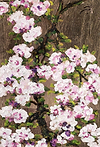 Bloom Studies V