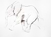 Young Elephant Sketch IX