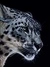 Snow Leopard VI