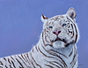 White Tiger Portrait