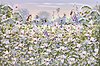 Wildflowers and a Fieldmouse VI