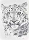 Snow Leopard Portrait II