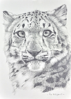Snow Leopard Portrait II