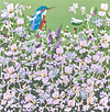 Resting Kingfisher IV