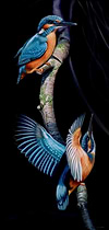 Kingfisher Flight