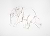 Young Elephant Sketch V
