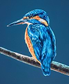 Kingfisher II