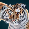 Tiger Cuddles