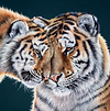 Tiger Cuddles