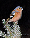 Chaffinch V