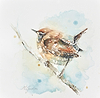 Mini Wren