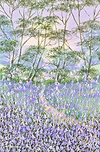 Forest Bluebells